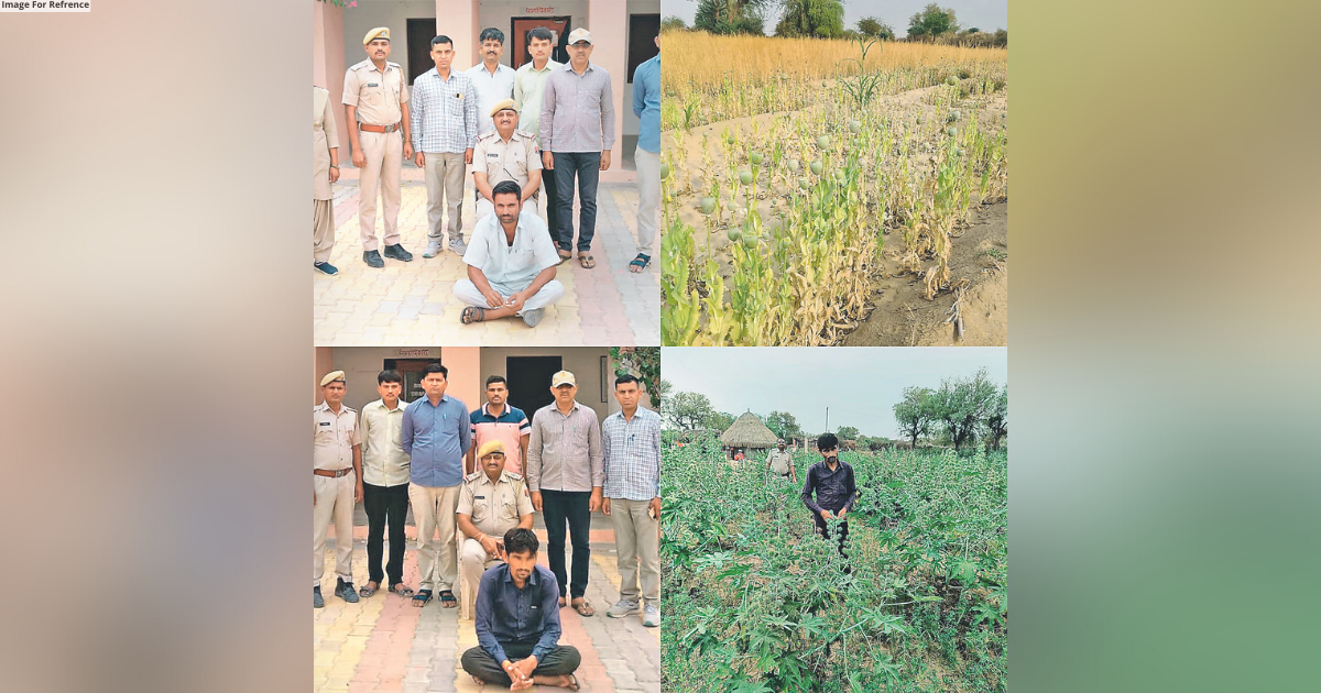 Opium plants worth Rs 22L seized in Barmer; third raid in a week
